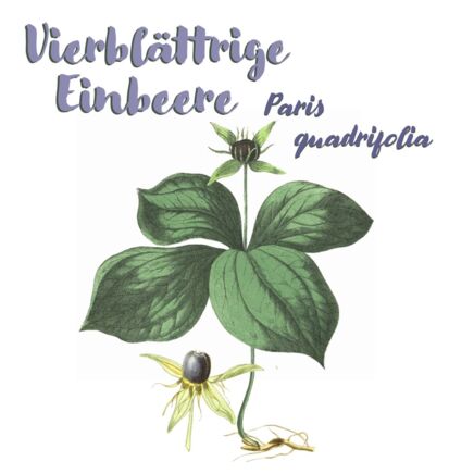Vierblättrige Einbeere (Paris quadrifolia)