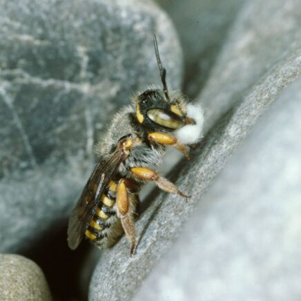 Weibchen der Felsspalten-Wollbiene ruht mit Wollknäuel nach der Wollernte auf einem Stein.