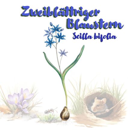 Zweiblättriger Blaustern (Scilla bifolia)