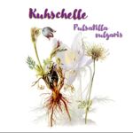 Gewöhnliche Kuhschelle (Pulsatilla vulgaris)