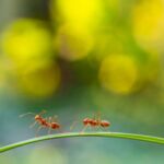 Ameisen auf Grashalm