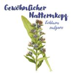 Gewöhnlicher Natternkopf (Echium vulgare)