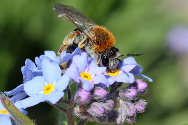 Rotschopfige Sandbiene (Andrena haemorrhoa)