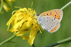 Großer Feuerfalter (Lycaena dispar)