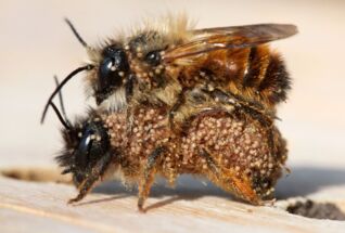 Mauerbienen mit Milben