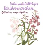 Schmalblättriges Weidenröschen (Epilobium angustifolium)