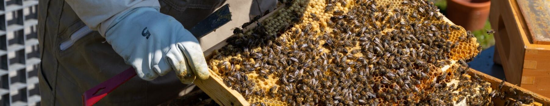 Imker mit Honigbienen auf Wabe