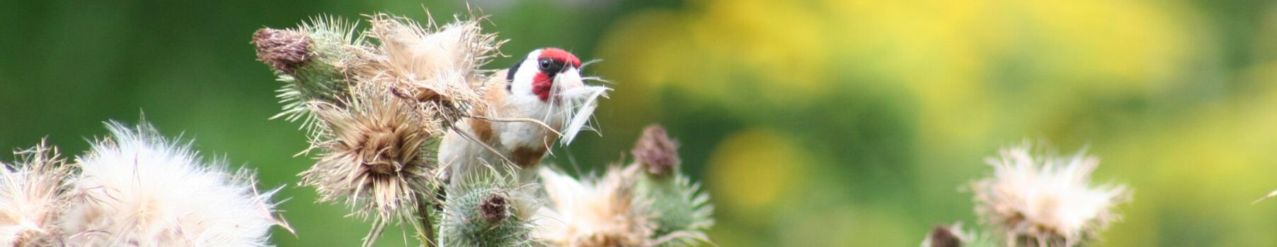 Stieglitz, Carduelis carduelis