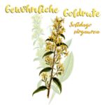 Gewöhnliche Goldrute (Solidago virgaurea)