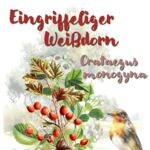 Eingriffeliger Weißdorn (Crataegus monogyna)