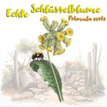 Echte Schlüsselblume (Primula veris)