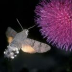 Taubenschwänzchen (Macroglossum stellatarum)