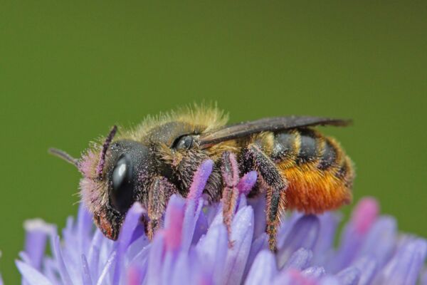 Distel-Mauerbiene (Osmia leaiana)