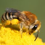 Seidenbiene (Colletes spec.)