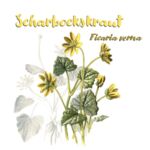 Scharbockskraut (Ficaria verna)