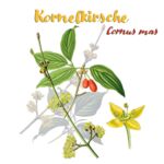 Kornelkirsche (Cornus mas)