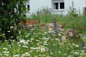 Blühender Naturgarten in Berlin