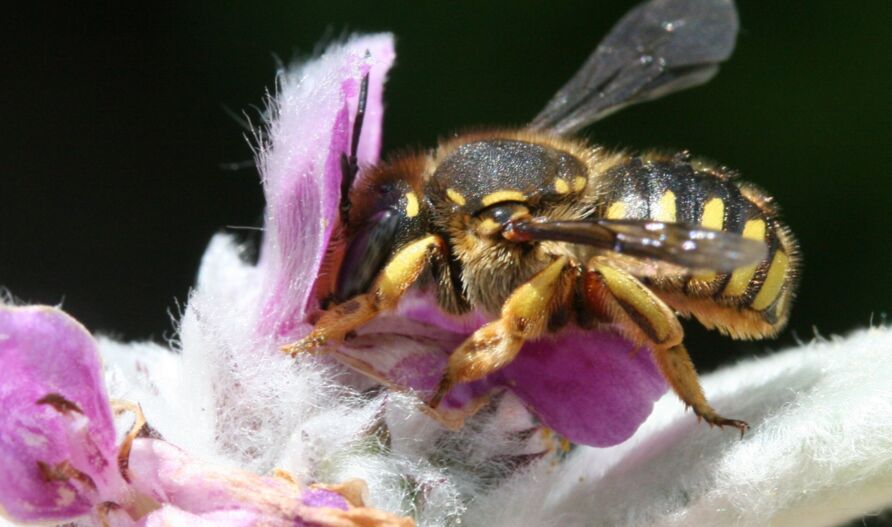 Garten-Wollbiene (Anthidium manicatum)