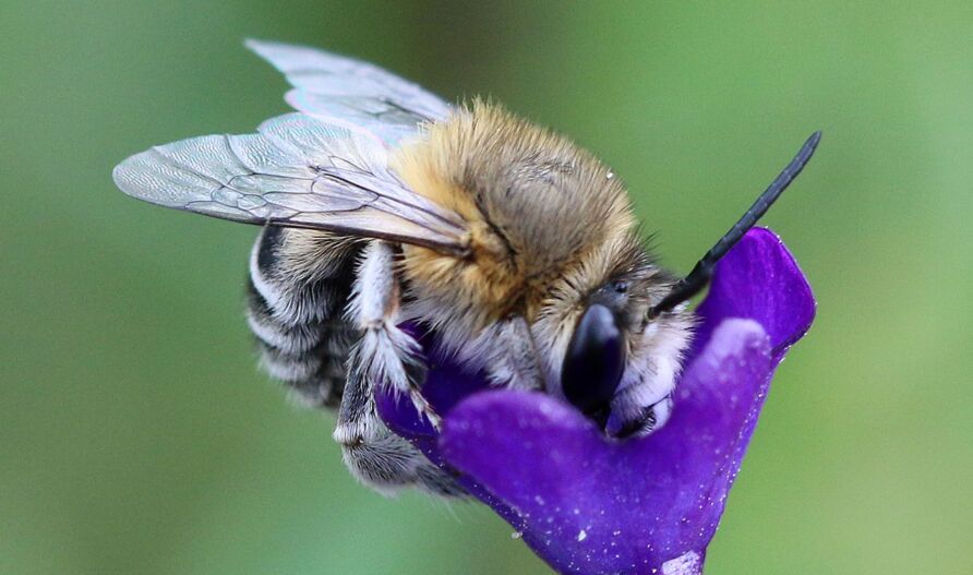 Wildbiene (Anthophora spec.)