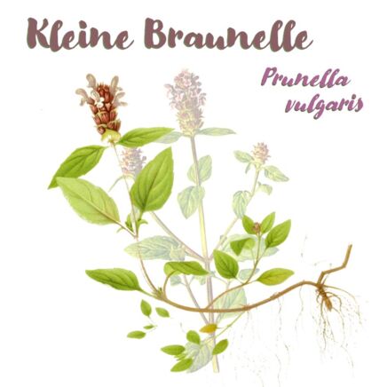 Kleine Braunelle (Prunella vulgaris)