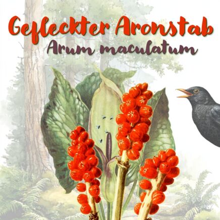 Gefleckter Aronstab (Arum maculatum)