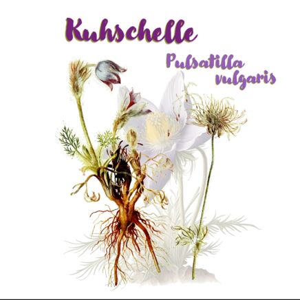 Gewöhnliche Kuhschelle (Pulsatilla vulgaris)