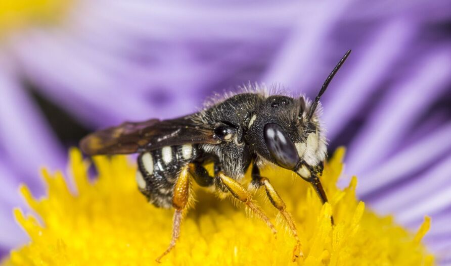 Östliche Zwergwollbiene (Pseudoanthidium nanum)