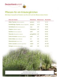 Liste Pflanzen für ein Kräutergärtchen