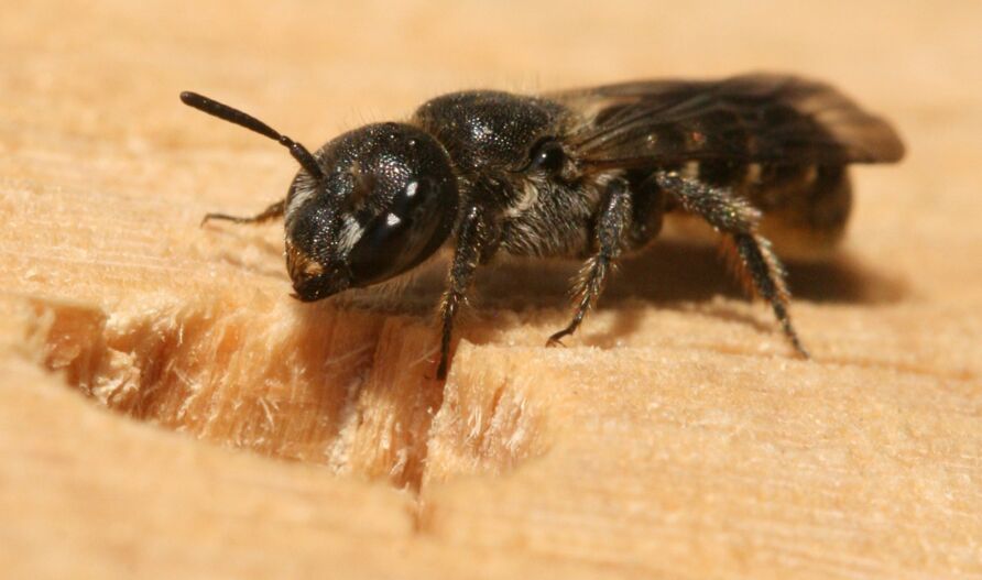 Gemeine Löcherbiene (Heriades truncorum)