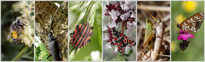 Der Artenschutz betrifft auch Insekten.