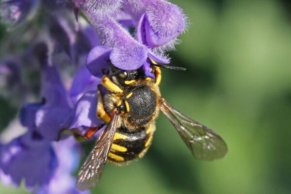 Große Wollbiene (Anthidium manicatum)