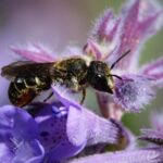 Heriades truncorum (Foto: Hans-Jürgen Sessner)