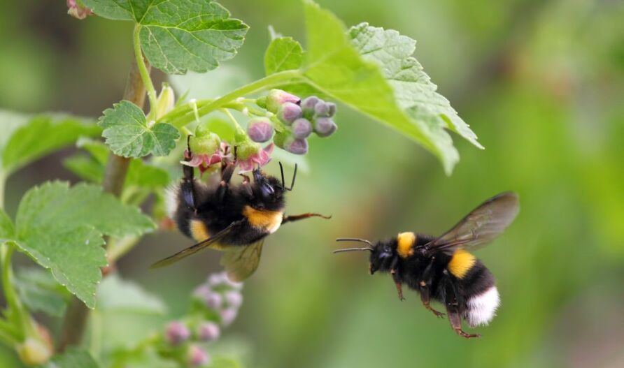 Wer beim Pflanzwettbewerb „Wir tun was für Bienen!“ mitmacht, tut auch Hummeln etwas Gutes.