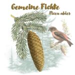 Gemeine Fichte (Picea abies)