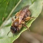 Biene Steckbrief Andrena bimaculata