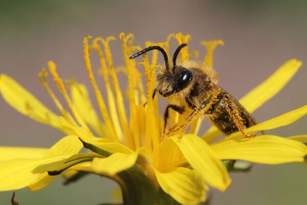 Sandbiene (Andrena spec.)