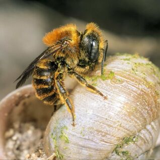 Schneckenhaus bewohnenende Wildbienenart