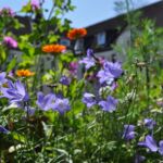 Artenvielfalt: Nicht nur auf dem Balkon wichtig.