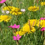 Färber-Hundskamille (Anthemis tinctoria)