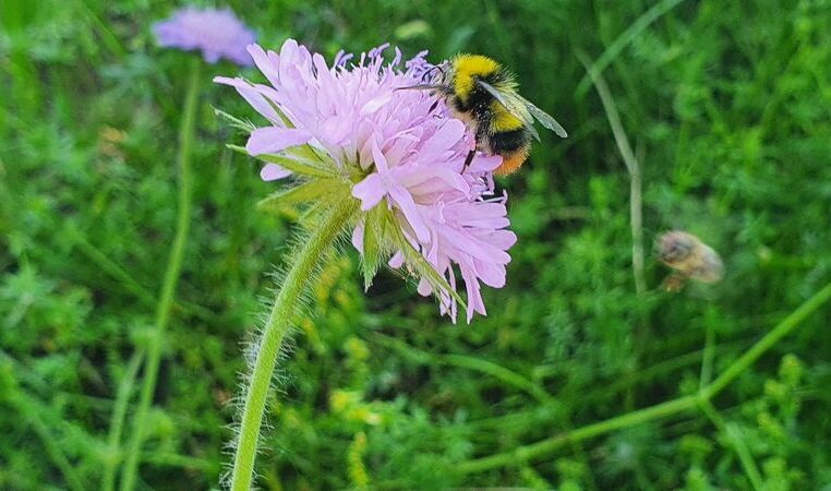 Wiesenhummel (Bombus pratorum)