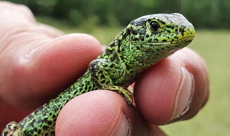 Zauneidechse (Lacerta agilis)