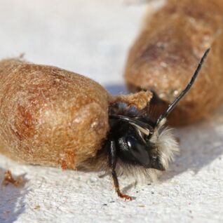 Häufige Wildbienenart