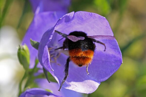 Felsen-Kuckuckshummel (Bombus rupestris)