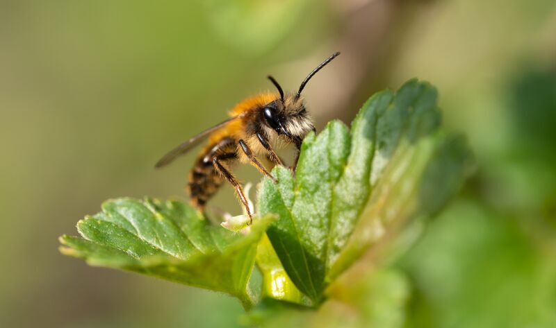 Fuchsrote Sandbiene (Andrena fulva)