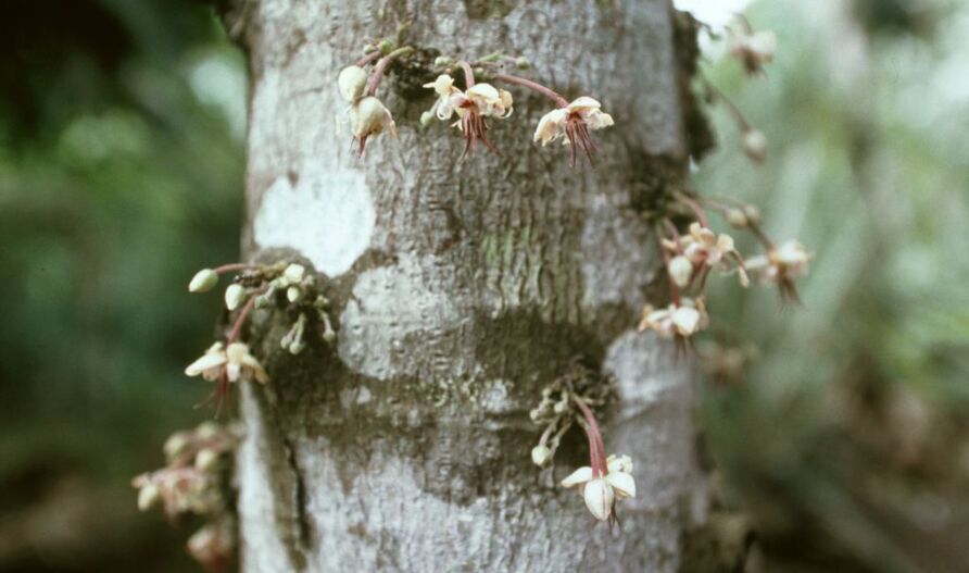 Kakaobaum (Theobroma cacao), Blüte