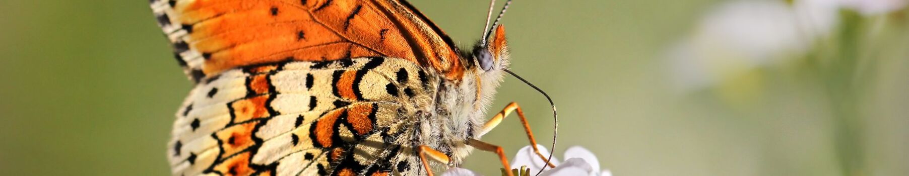 Schmetterling, Scheckenfalter