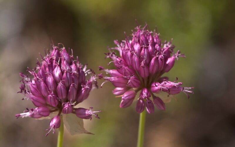 Sie wollen einen Naturgarten anlegen? Pflanzen Sie zum Beispiel Kugellauch (Allium sphaerocephalon): benötigt kaum Nährstoffe, kalkliebend.