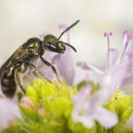 Grünglanz-Schmalbiene (Lasioglossum nitidulum)