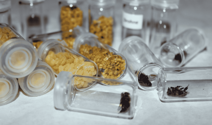 Umweltbildung mit dem Bienenkoffer: Bienenpräparate