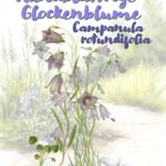 Rundblättrige Glockenblume (Campanula rotundifolia)